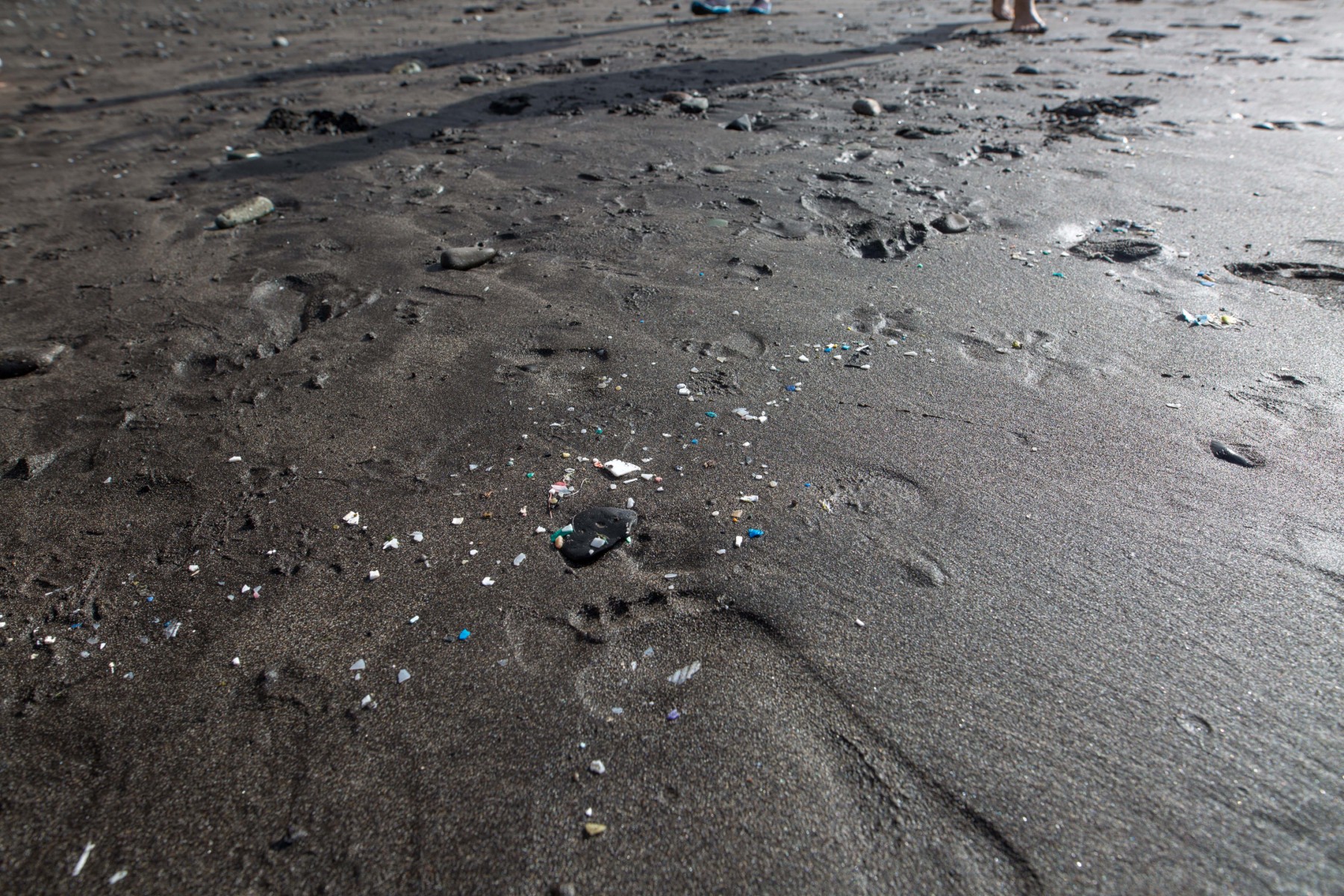 Les microplastiques détraquent le système digestif des oiseaux marins