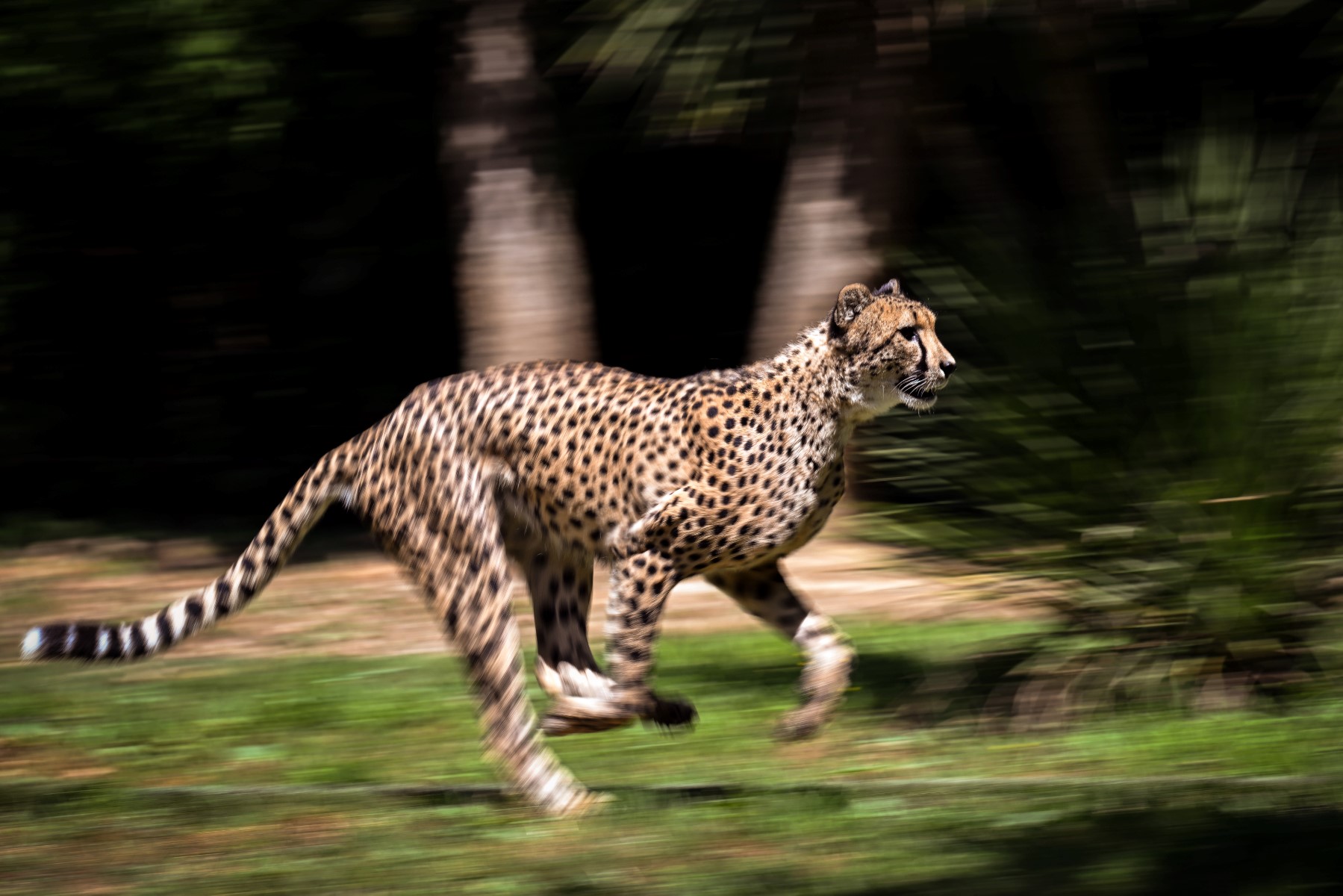 Des guépards de retour dans la nature en Inde après 70 ans