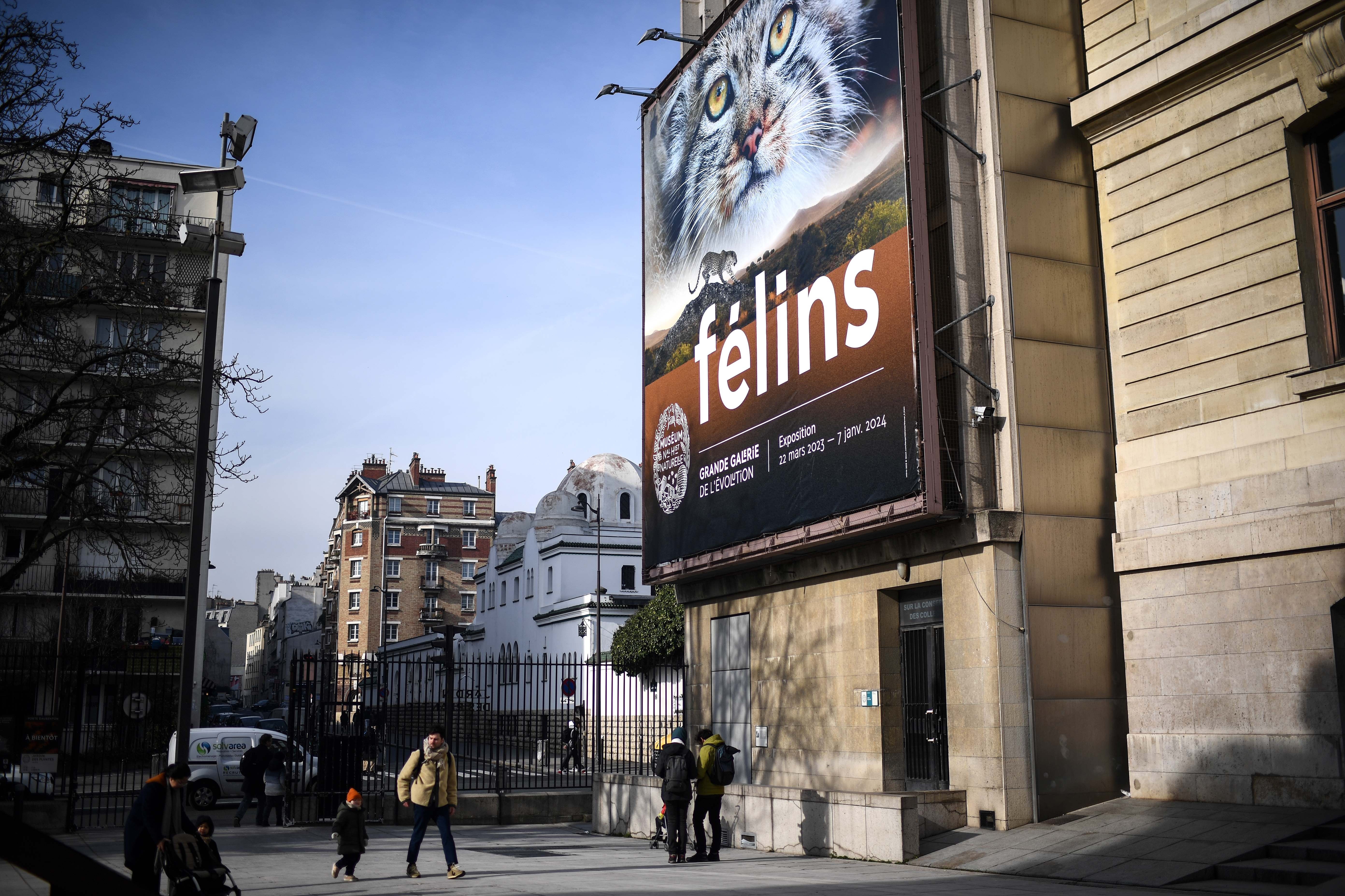 Le peuple majestueux des félins se dévoile à la Grande galerie de l'évolution