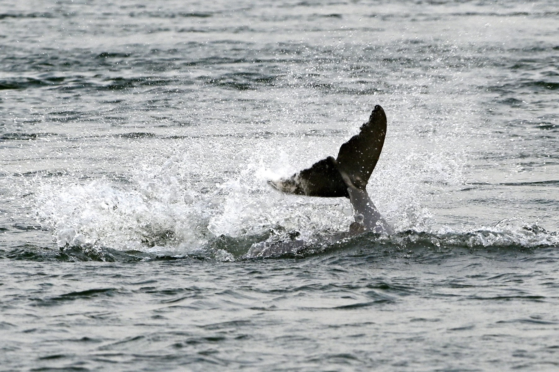 Au Cambodge, les derniers dauphins de l'Irrawaddy luttent pour leur survie