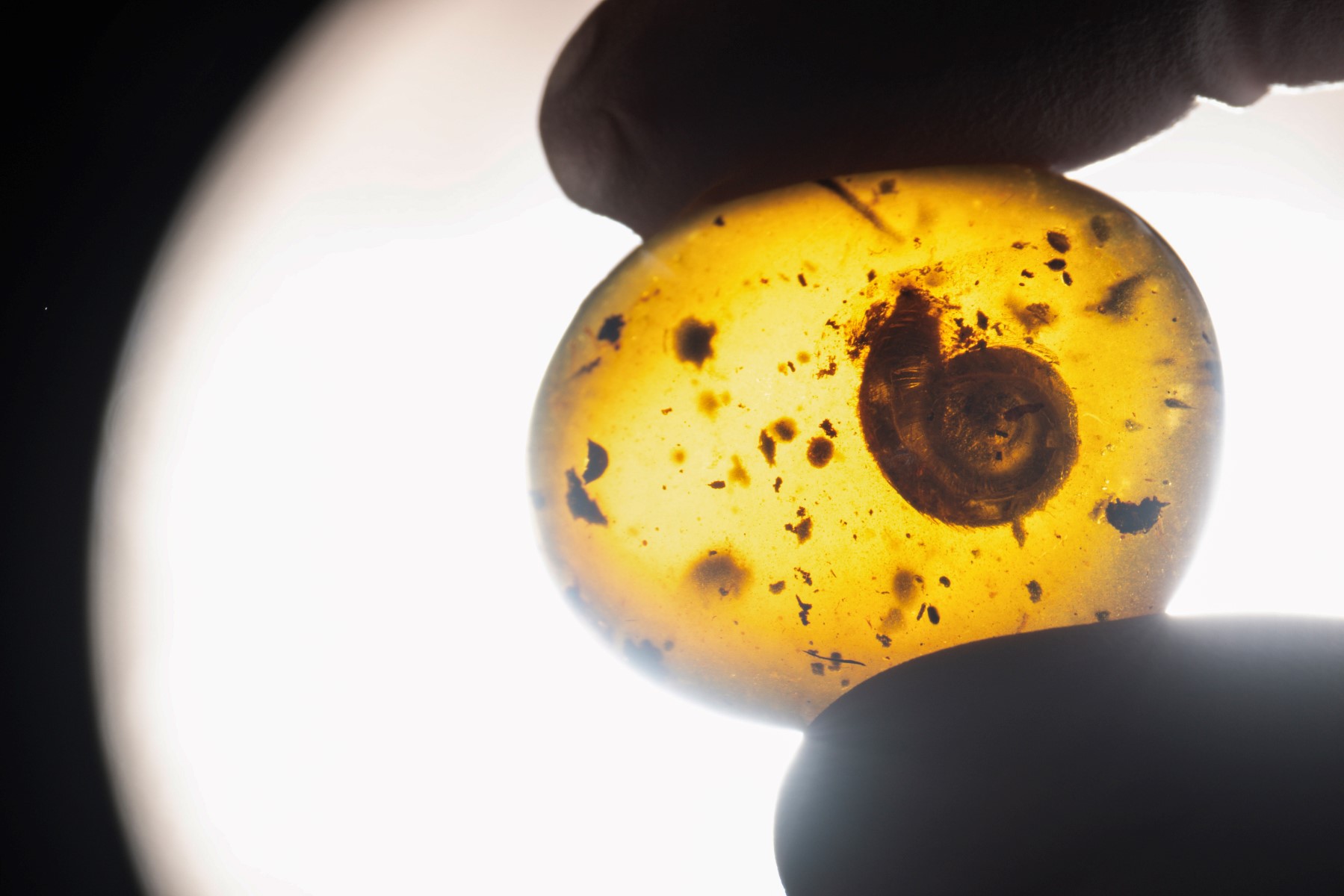 France: découverte d'un escargot fossile «poilu» vieux de 99 millions d'années