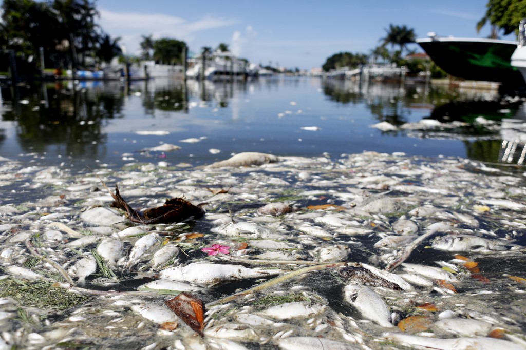 La marée rouge, un casse-tête récurrent pour la côte ouest de la Floride