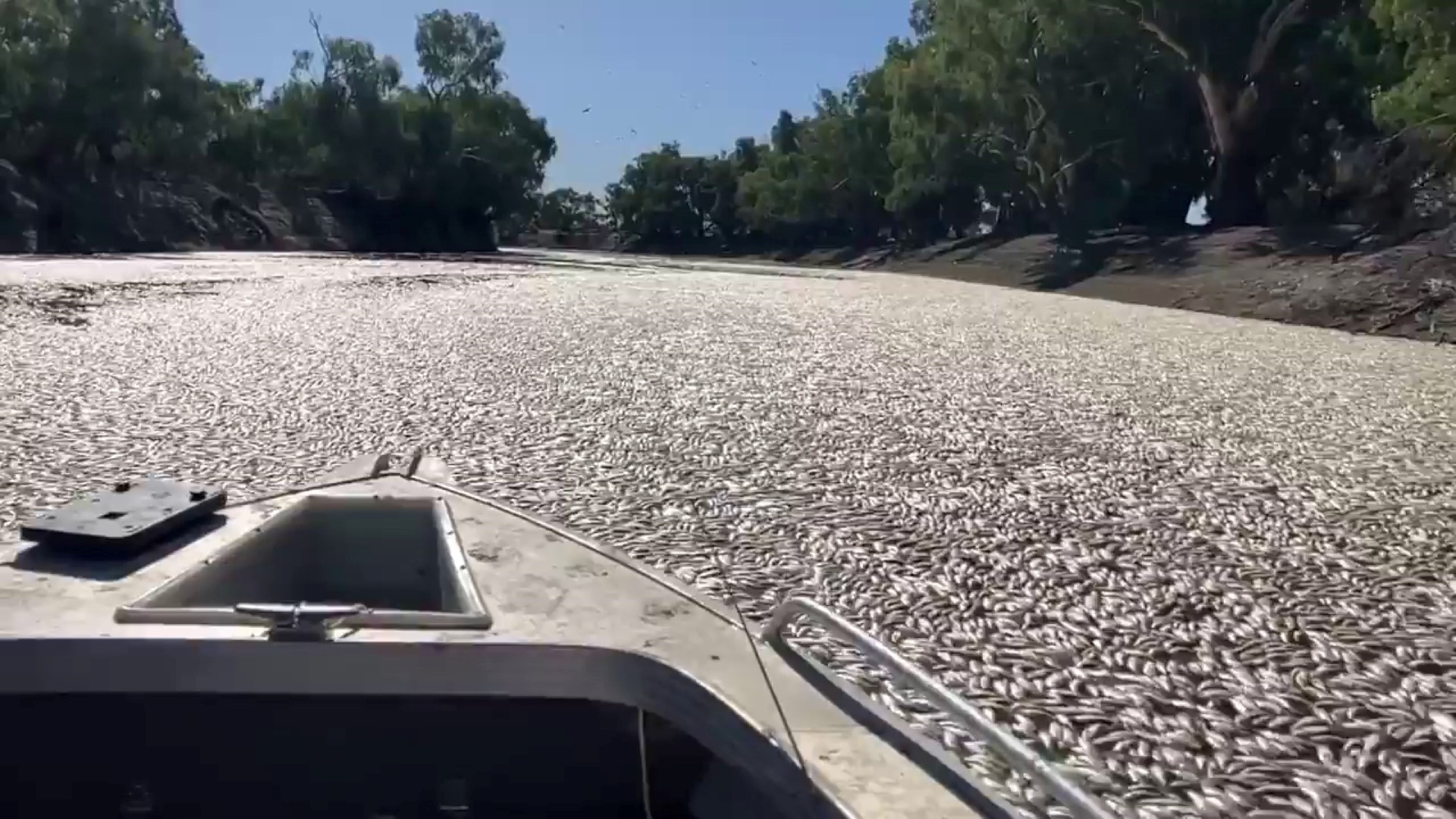En Australie, des millions de poissons morts bouchent une rivière