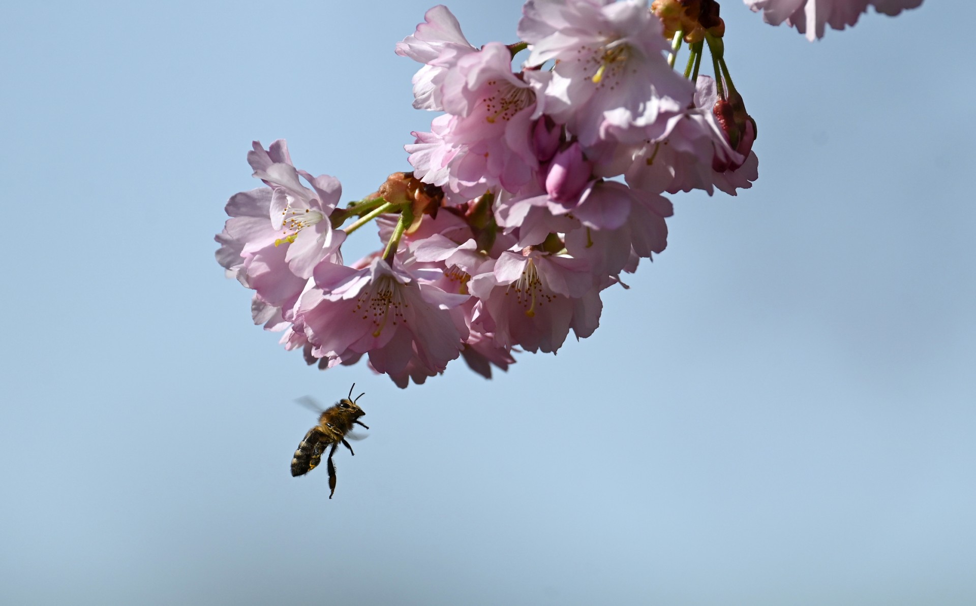 Les abeilles urbaines nous dévoilent une vie invisible cruciale pour notre santé