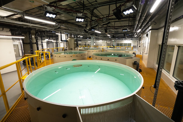 Salle d'aquaculture au Yas SeaWorld Research & Rescue (fournie)