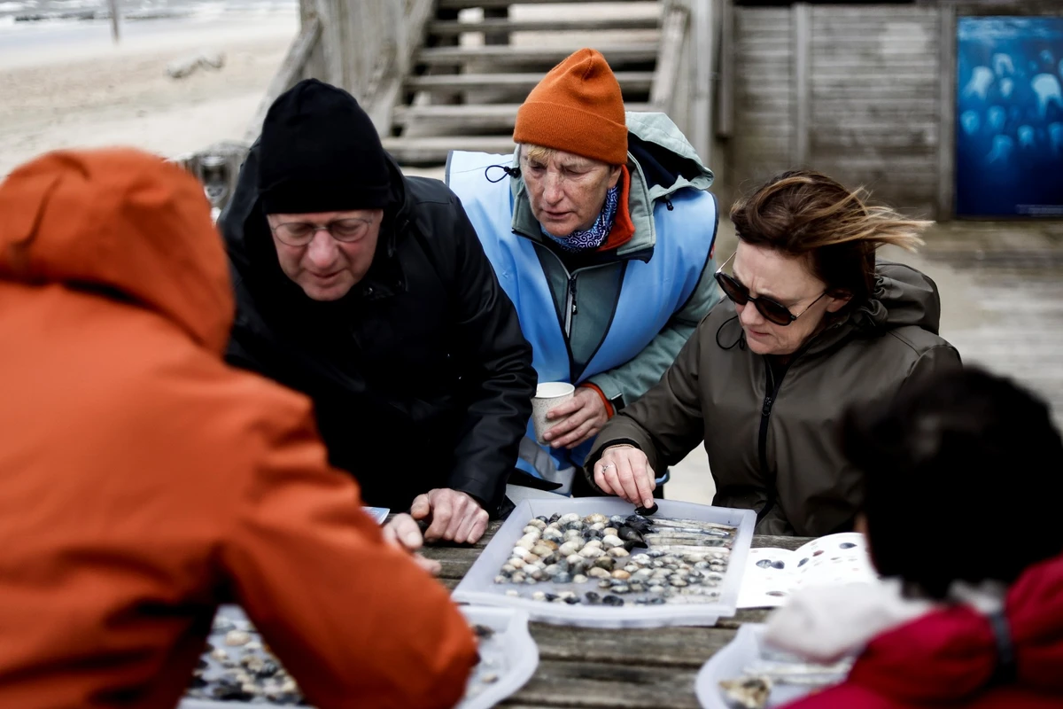 Des volontaires trient les coquillages qu'ils ont ramassés sur une plage dans le cadre d'une opération de recensement et de comptage organisée par l'Institut flamand de la mer (VLIZ) à Middelkerke le 25 mars 2023. (Photo de Kenzo Tribouillard / AFP)