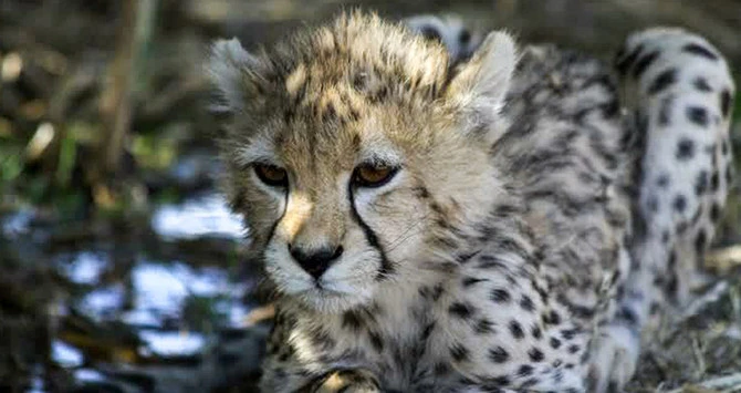 Colère des Iraniens après la mort de Pirouz, l’unique guépard asiatique du pays né en captivité