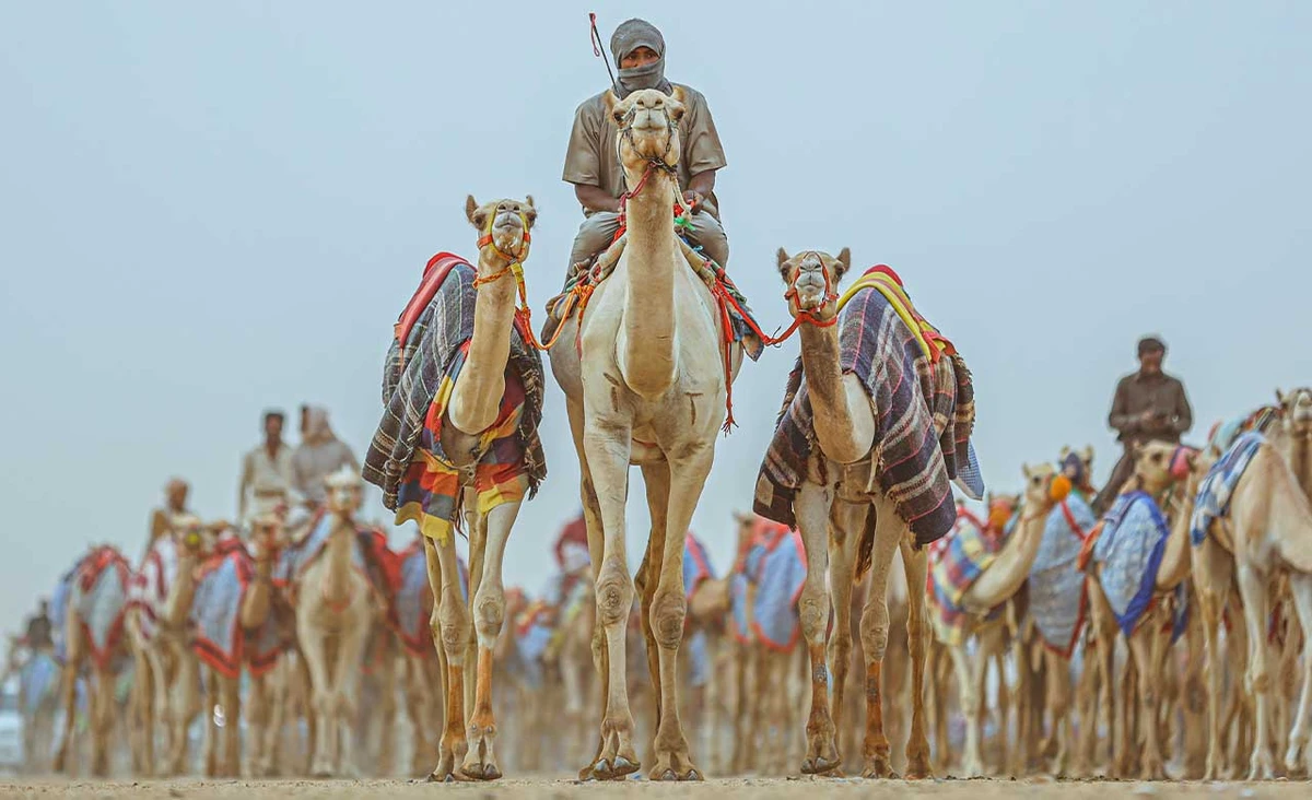 AlUla Camel Cup: un festival de quatre jours consacré aux chameaux, à la culture et à la musique