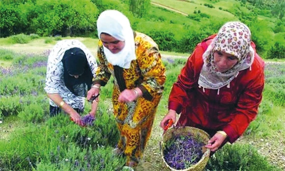 Les femmes algériennes investissent le secteur agricole