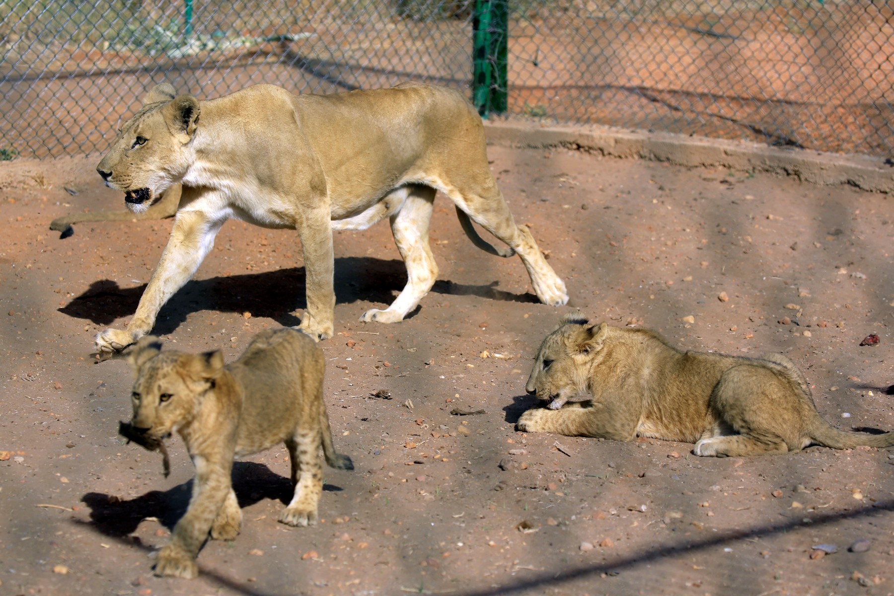Au Soudan, appel à l'aide pour sauver les lions affamés d'une réserve