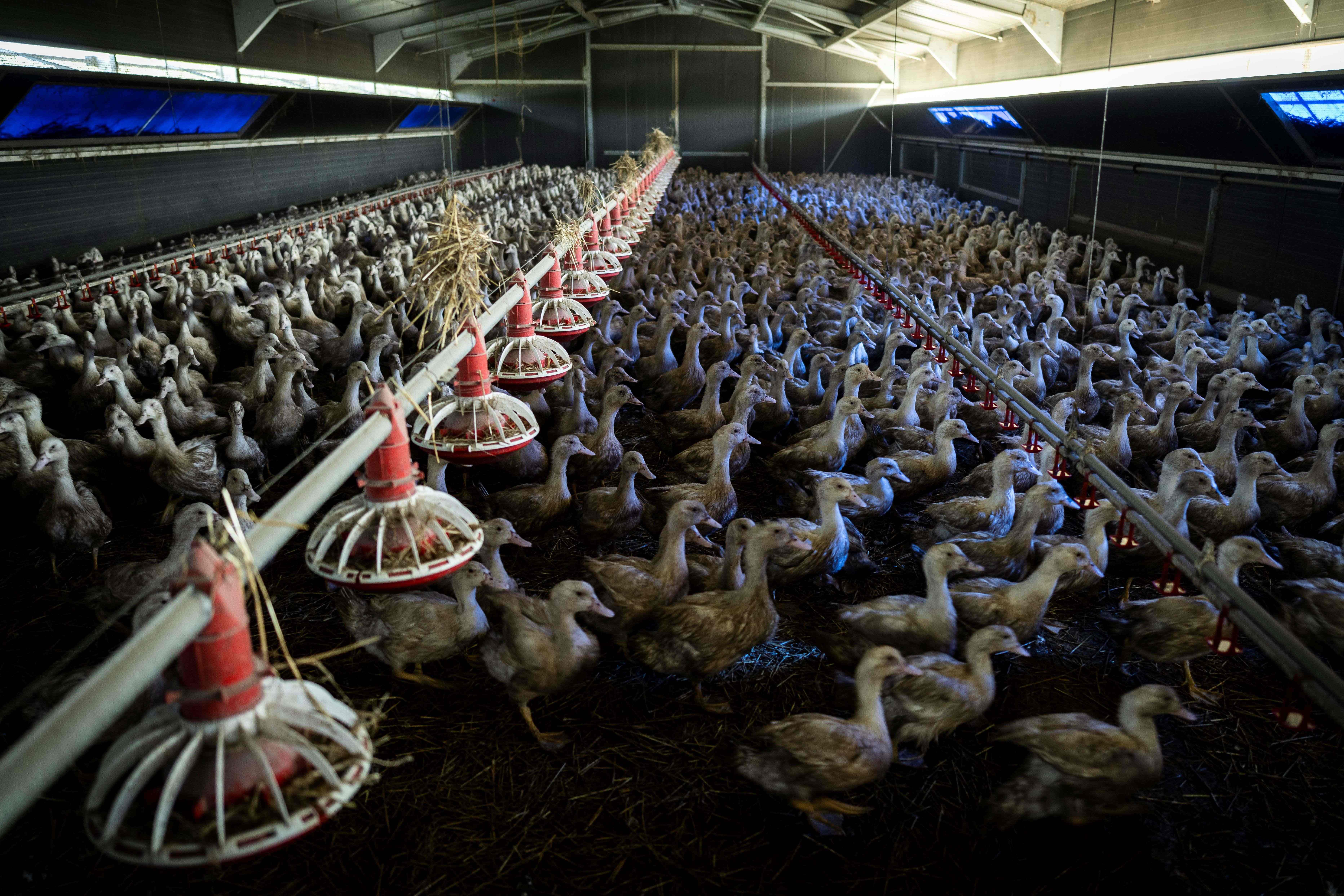 Grippe aviaire: en France, le niveau de risque redescend d'« élevé» à « modéré»