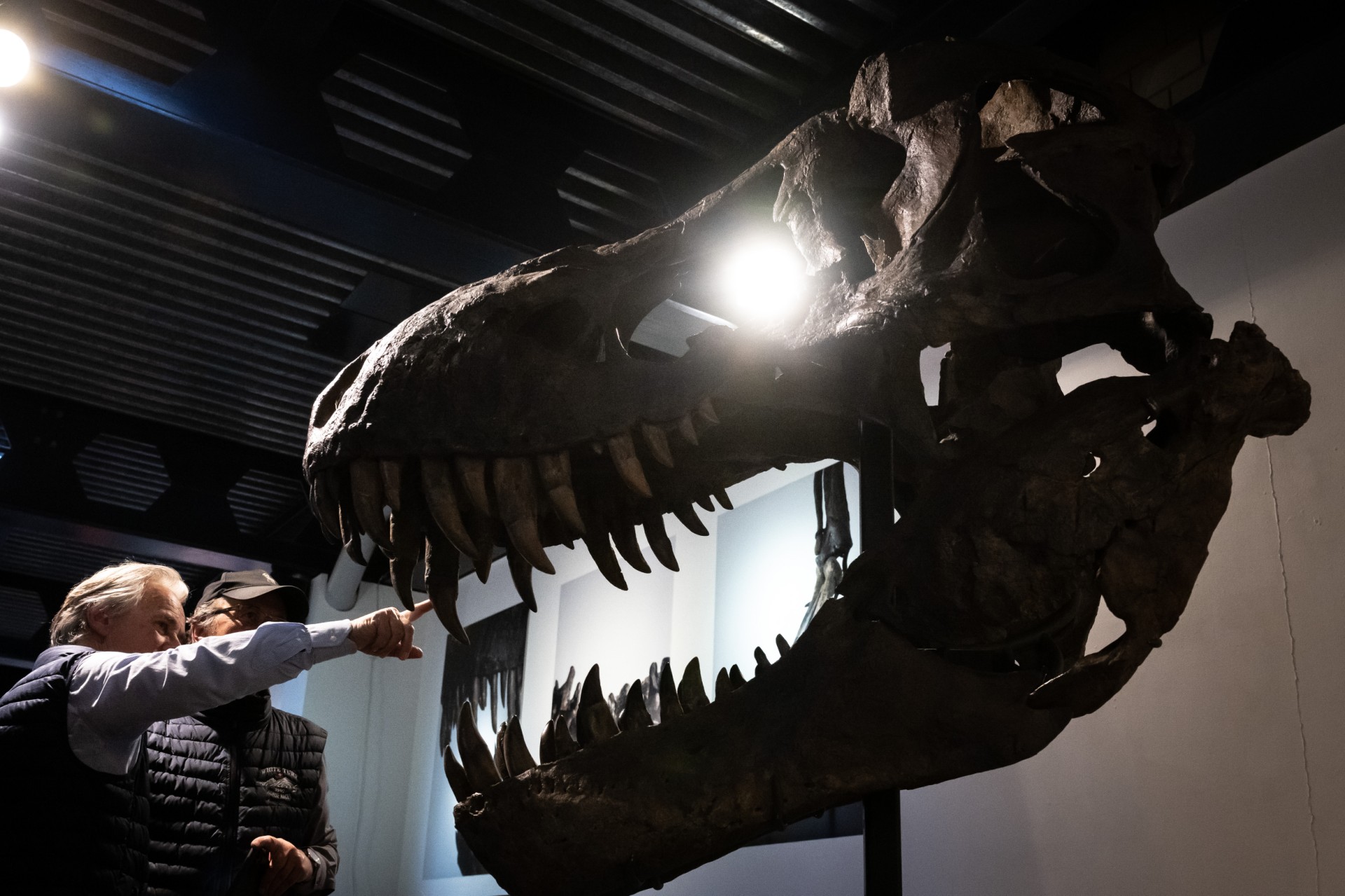 Un squelette composite de T-Rex vendu près de 5,6 millions d'euros