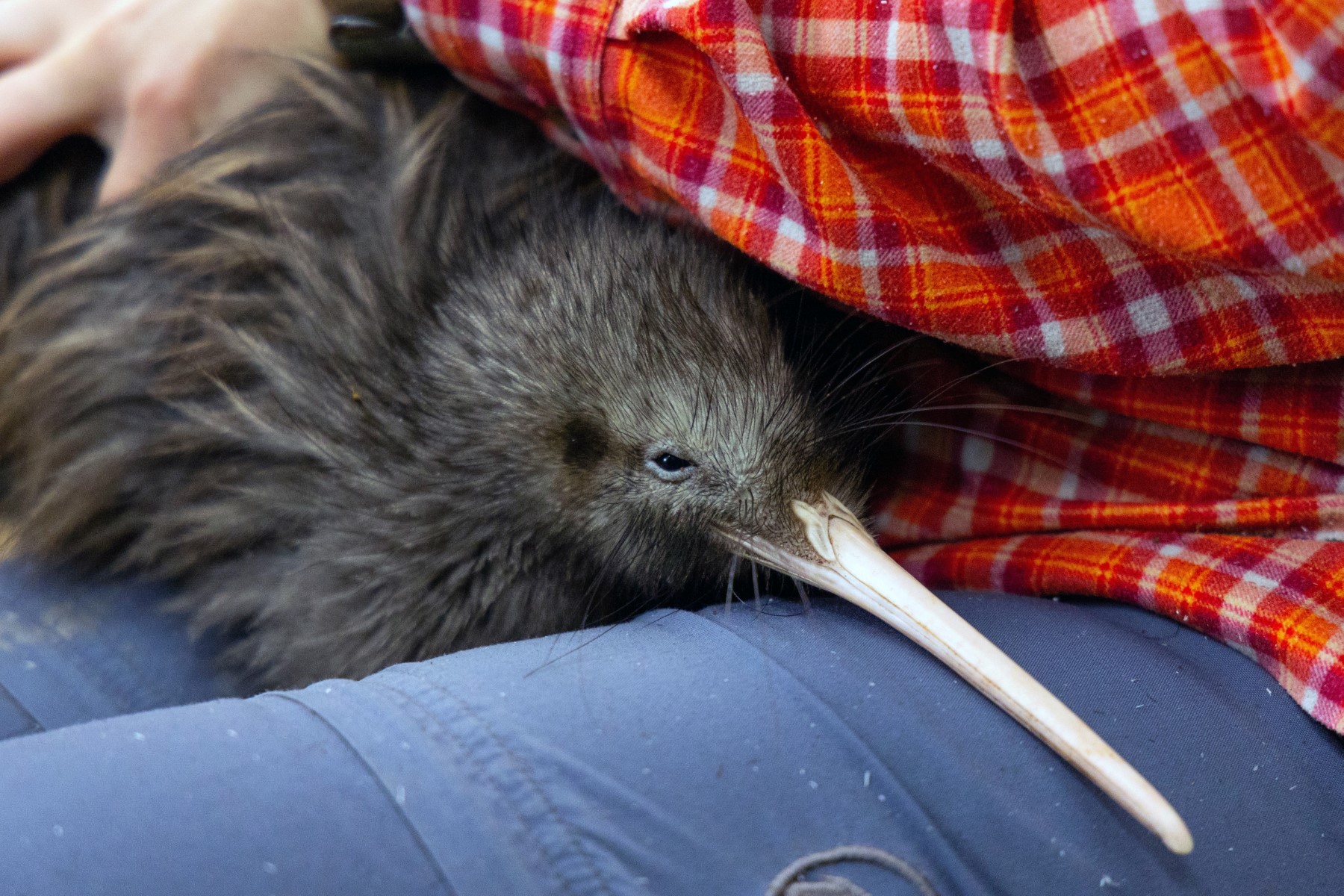 Il faut sauver le kiwi: la Nouvelle-Zélande se mobilise pour son oiseau emblématique