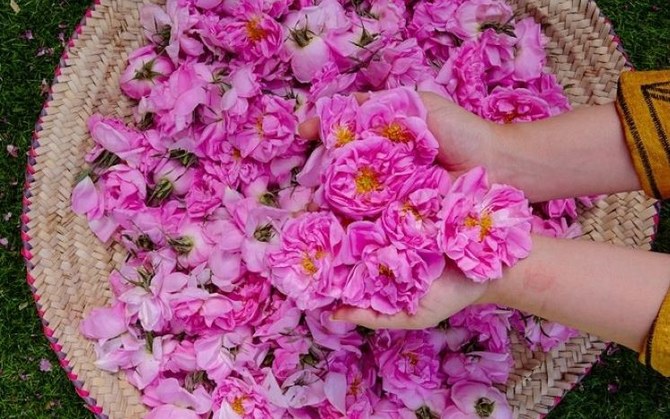 Le Festival des roses de Taïf 2023 s’apprête à parfumer la ville
