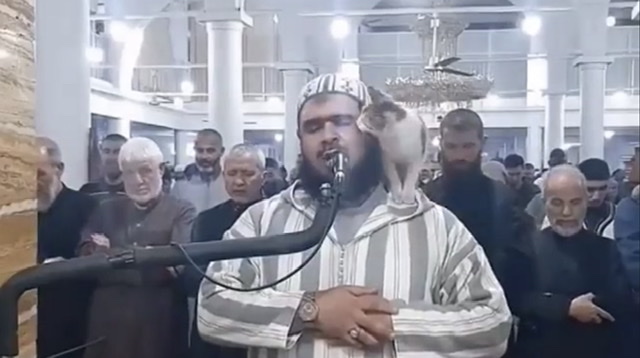 Algérie: La vidéo d’un chat qui saute sur un imam fait le tour du monde