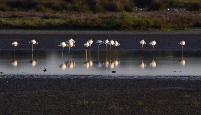 Espagne: La surexploitation de l'eau d'un célèbre parc naturel, enjeu électoral