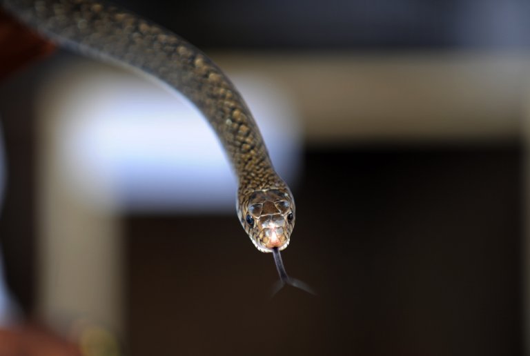 Afrique du Sud: un pilote se pose avec un serpent venimeux dans le cockpit
