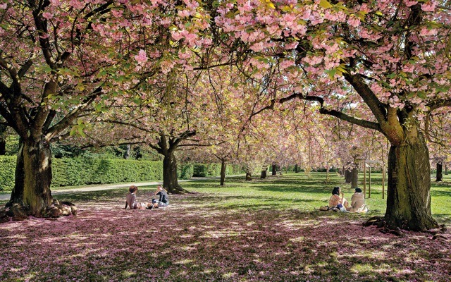 Le parc de Sceaux fête le retour du printemps avec Hanami