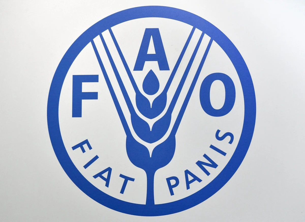 Indispensables mais «marginales»: la FAO pointe les inégalités subies par les femmes dans le secteur alimentaire