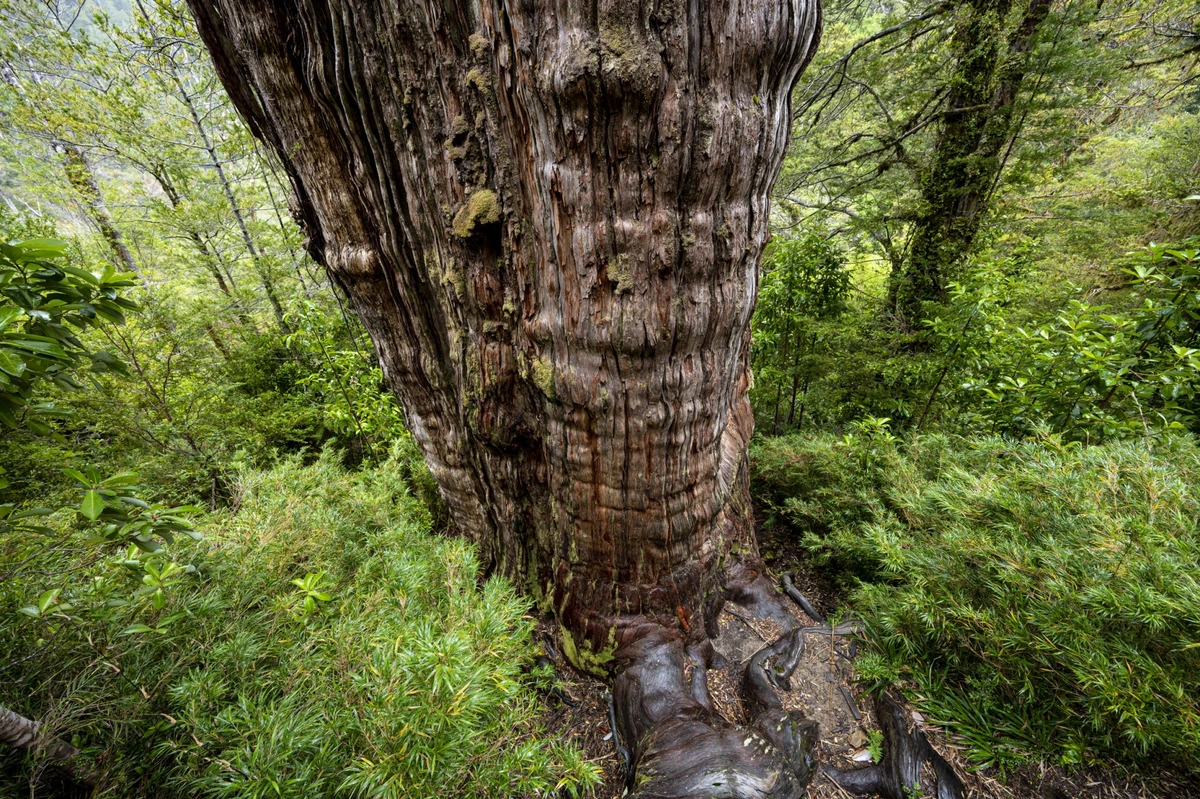 Au Chili, un arbre vieux de 5 000 ans, «capsule temporelle» de l'adaptation au changement climatique