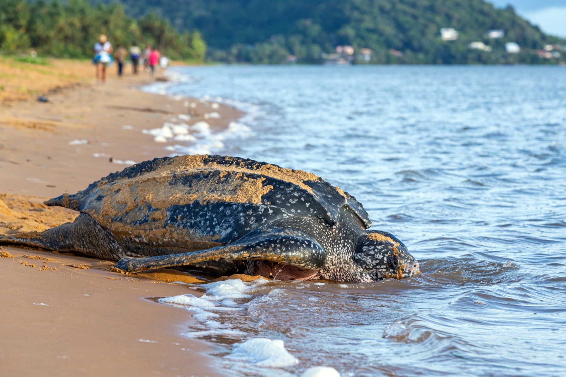 Cette photo prise le 4 juillet 2019 montre une tortue luth en train de pondre sous la surveillance des membres de l'association Kwata sur une plage de Remire-Montjoly, en Guyane française. (Photo jody amiet / AFP)