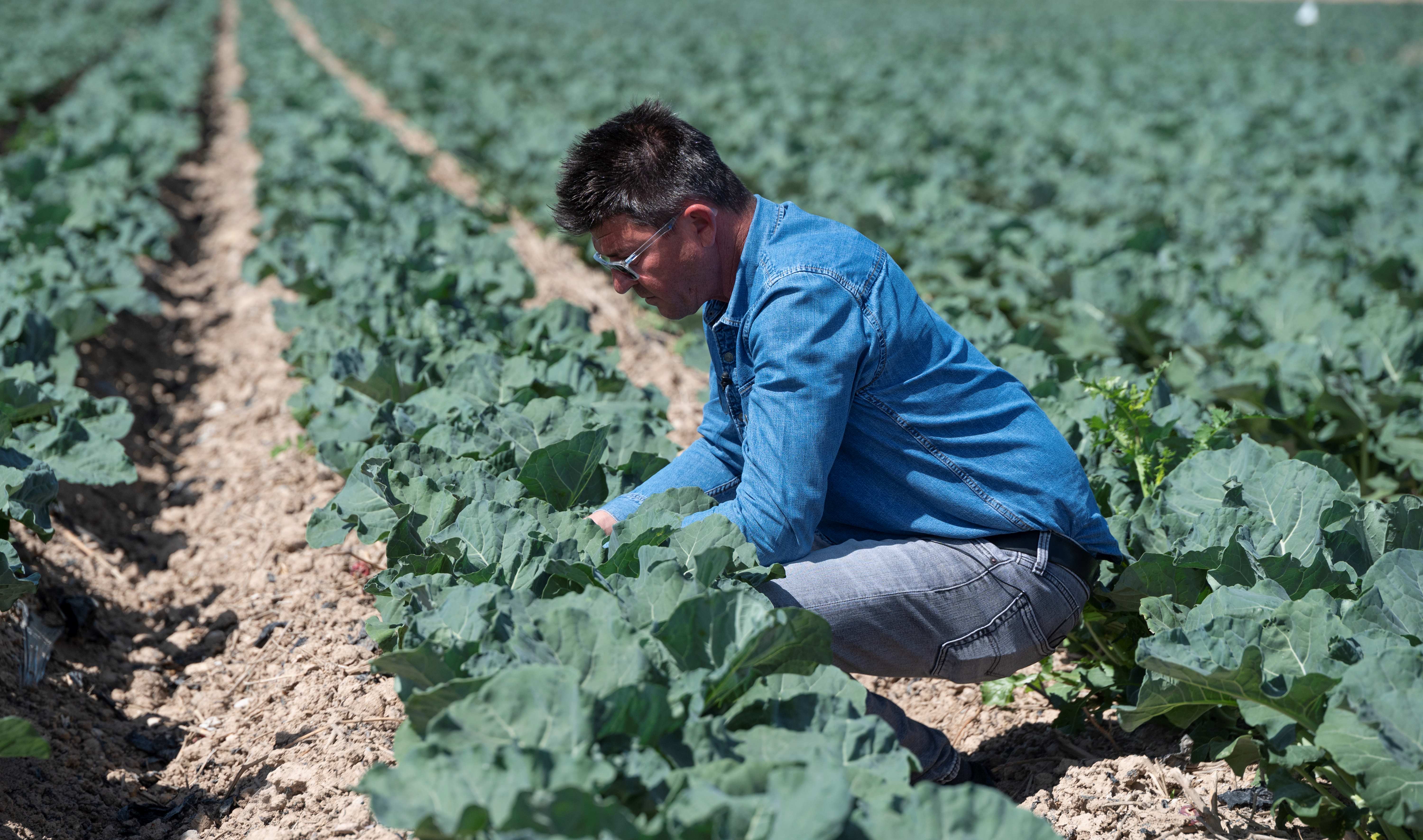 En Espagne, le potager de l'Europe au coeur d'une « guerre de l'eau»