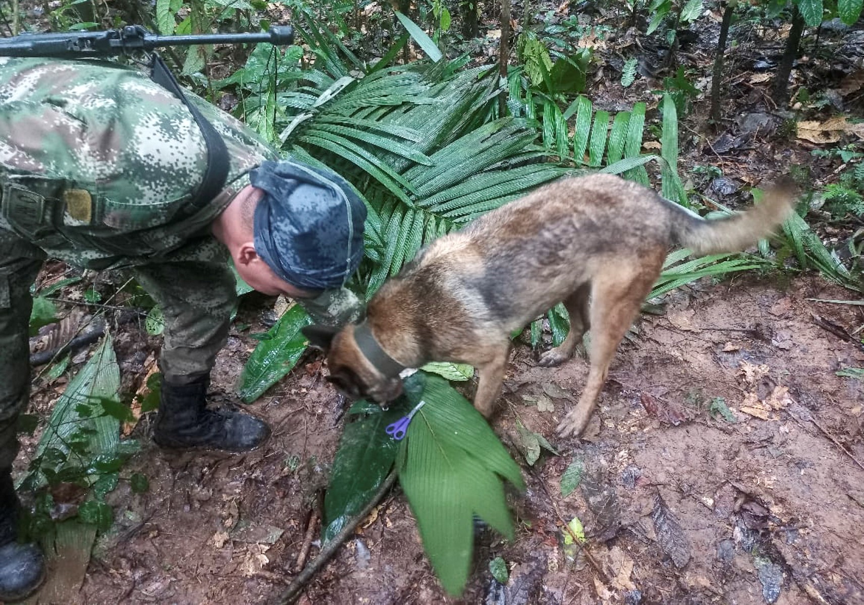 Quatre enfants, dont un bébé, ont survécu seuls 15 jours dans l'Amazonie colombienne