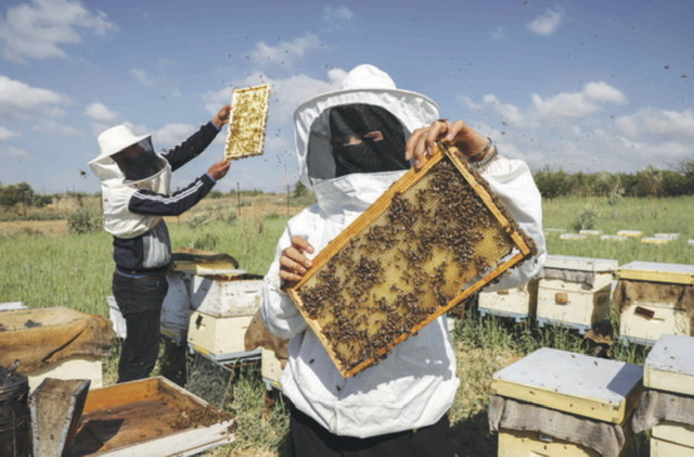 A Gaza, élever des abeilles près de la périlleuse barrière frontalière