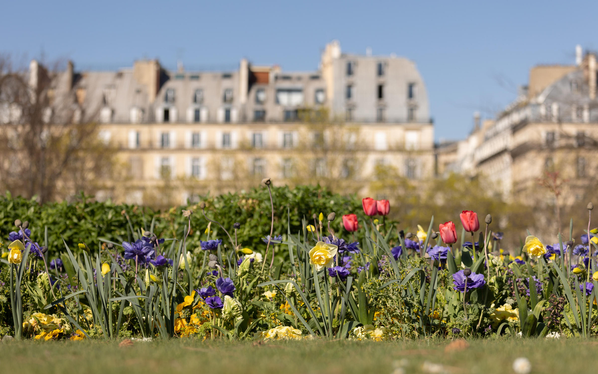 « Paris Sème » : des graines de plantes locales distribuées sur les rives de Seine !