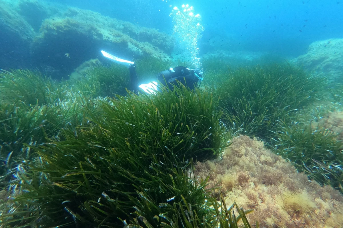 Un plongeur sous-marin plonge à 6 mètres sous la mer Méditerranée autour des herbiers de posidonies au large de Porticcio sur l'île méditerranéenne française de Corse, le 6 mai 2023. (Photo Pascal POCHARD-CASABIANCA / AFP)