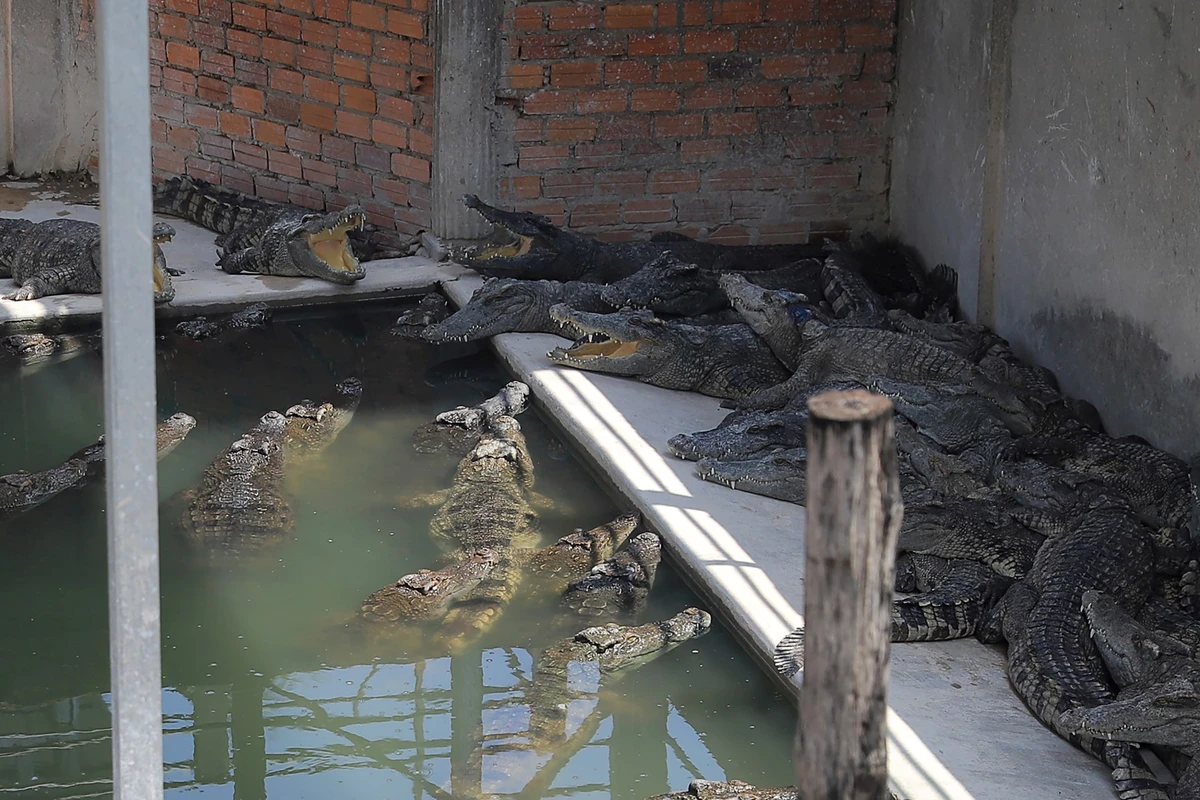 Des crocodiles se reposent dans une ferme de reptiles à Siem Reap le 26 mai 2023, après qu'un homme de 72 ans a été tué par les animaux dans l'enclos. (Photo de Rohany ISA / AFP)