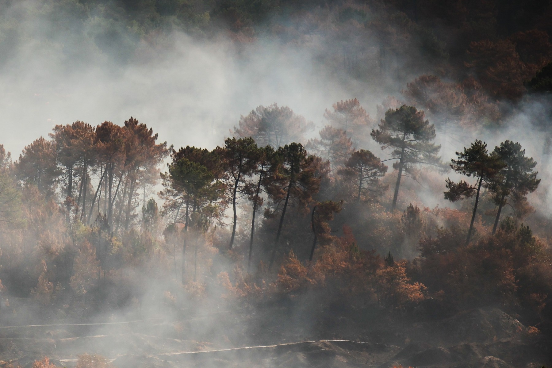 Feux de forêt: le Parlement renforce la prévention