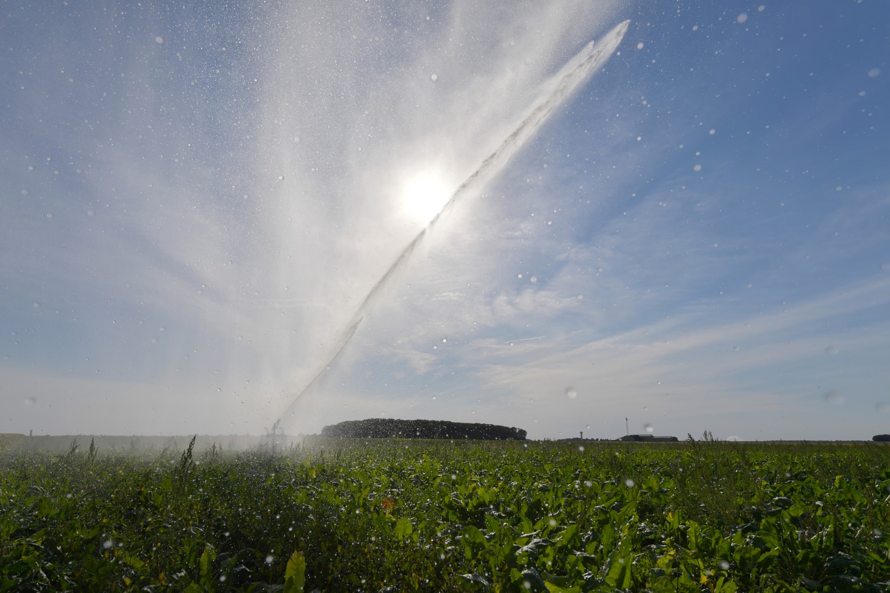 Royaume-Uni: interdiction d'arrosage dans le sud-est face au manque d'eau