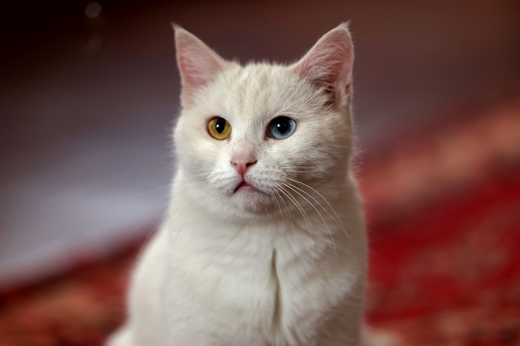 A Téhéran, les chats persans ont leur «miaousée»