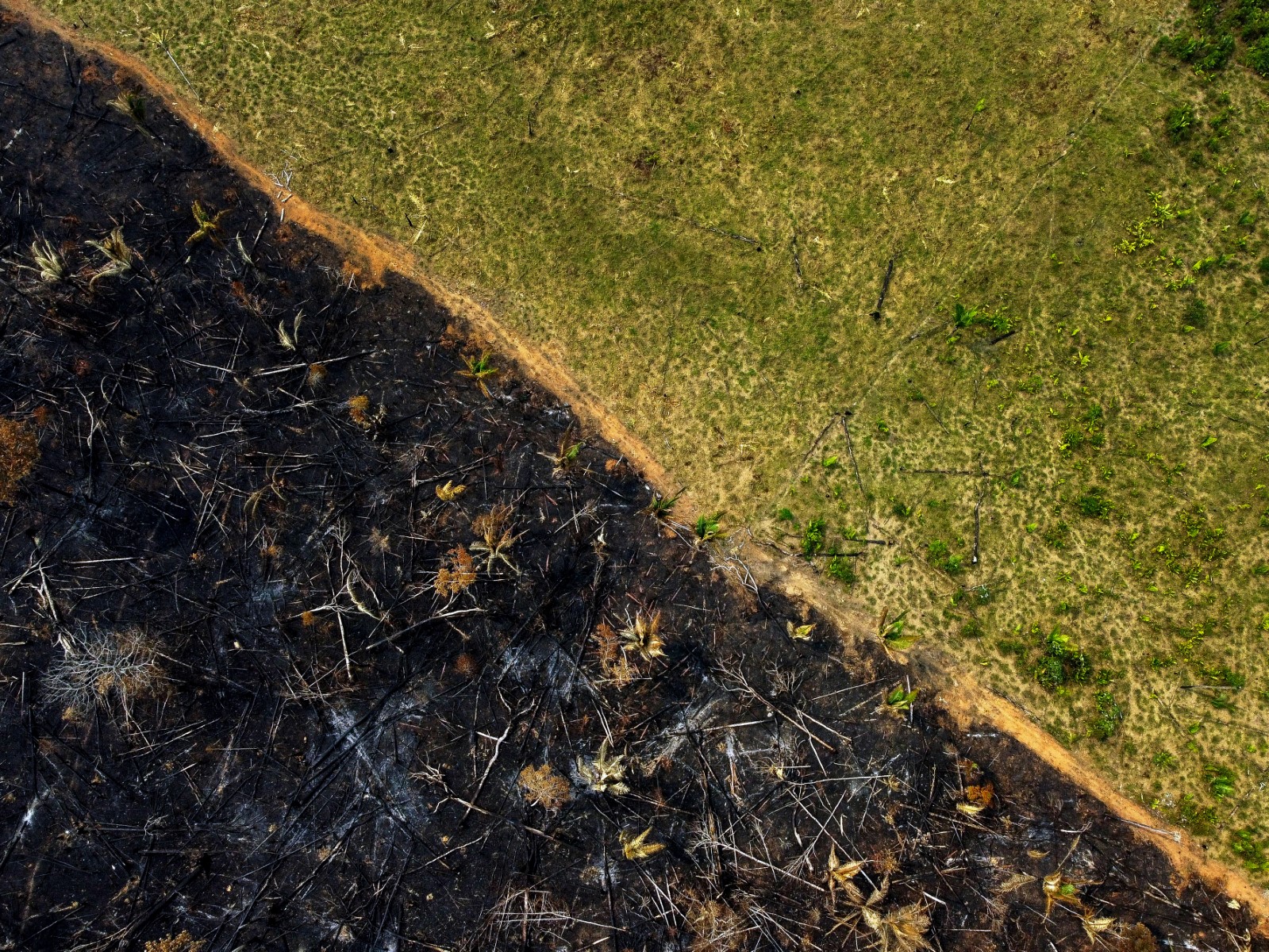 La déforestation en Amazonie en baisse de 31% lors des cinq premiers mois sous Lula