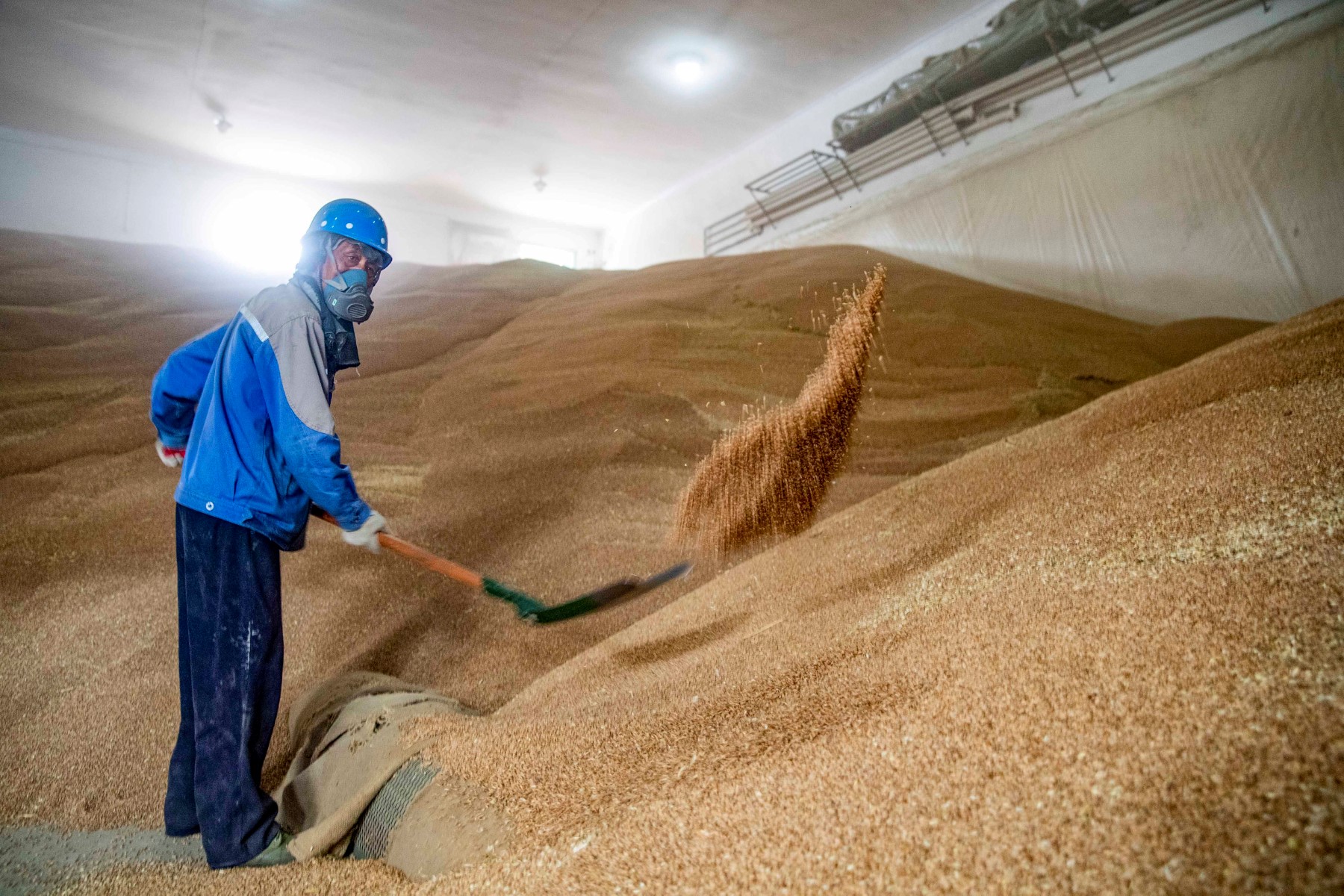 Après le rebond, les céréales dévissent, la volatilité secoue le marché