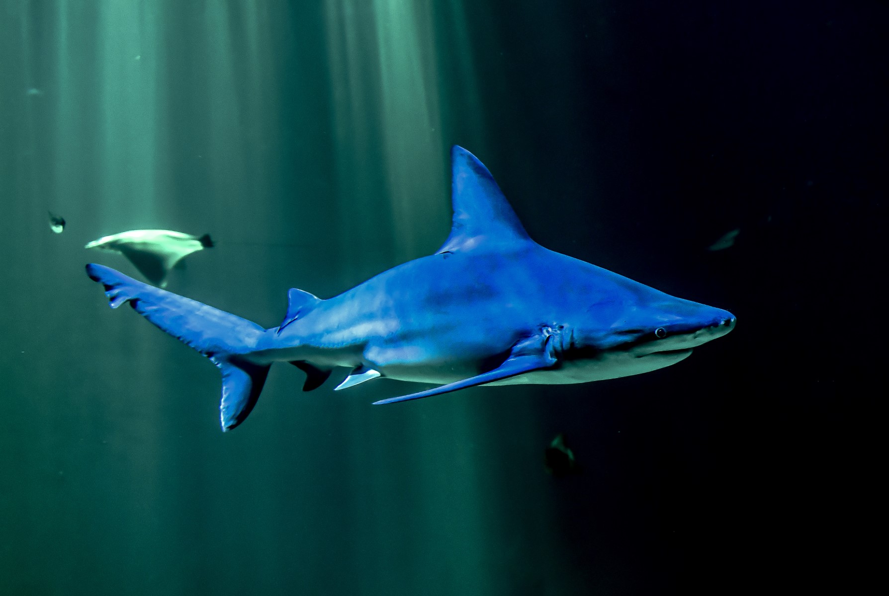 La surpêche pousse les requins de récif vers l'extinction, s'alarme une étude