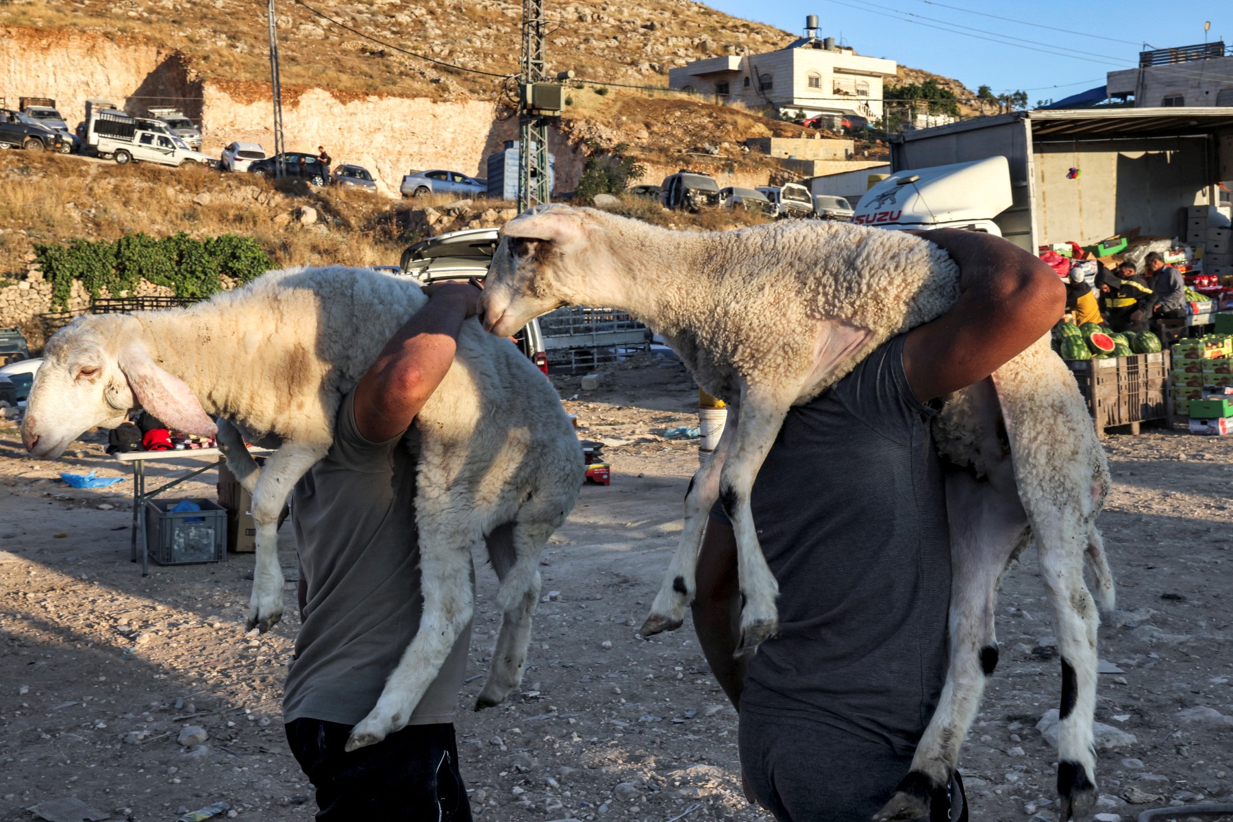 Le pouvoir d'achat des Tunisiens à l'épreuve du mouton de l'Aïd
