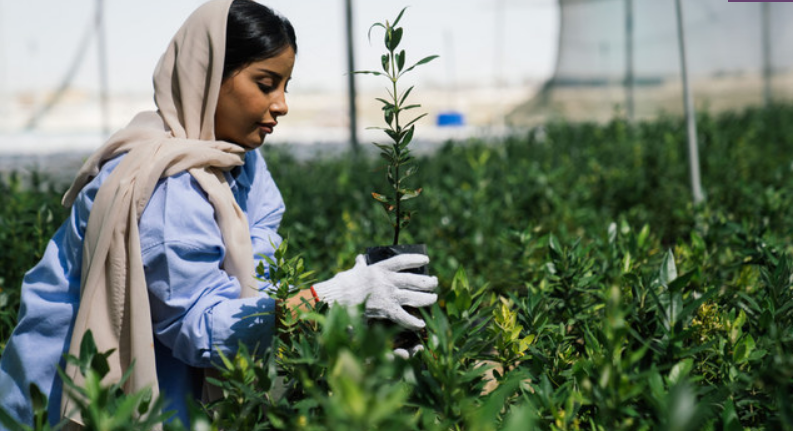 Comment les initiatives environnementales saoudiennes rétablissent l’équilibre naturel