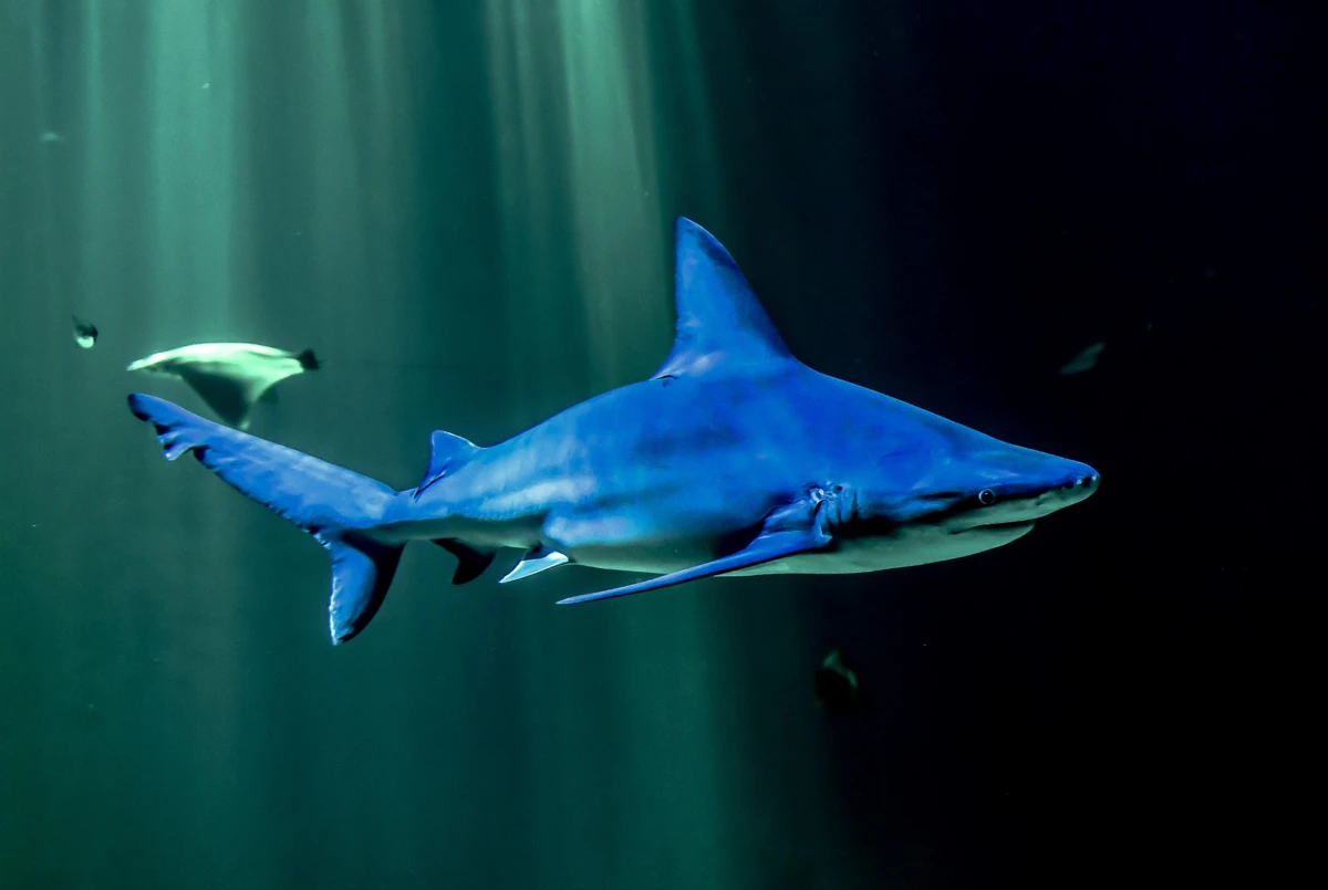 La surpêche pousse les requins de récif vers l'extinction, s'alarme une étude