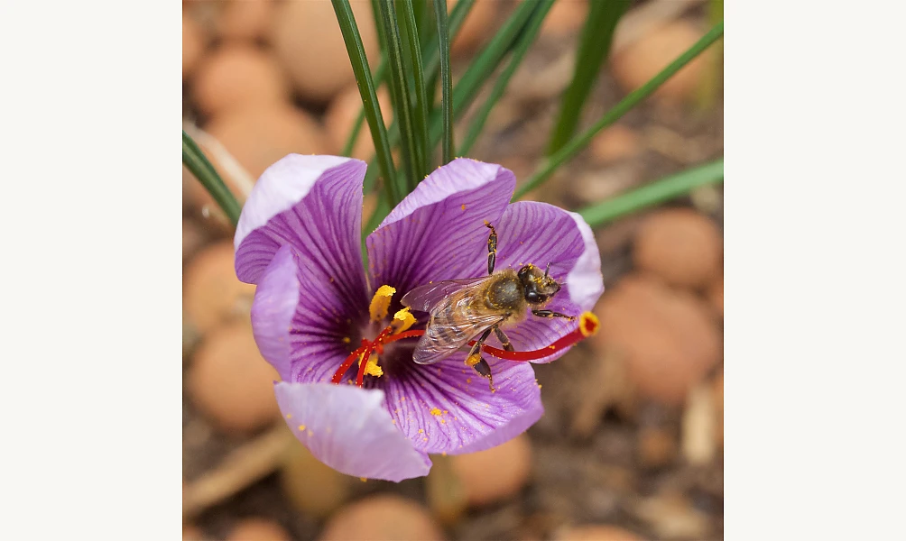 Les abeilles et la pollinisation des fleurs, une conférence à l'IMA