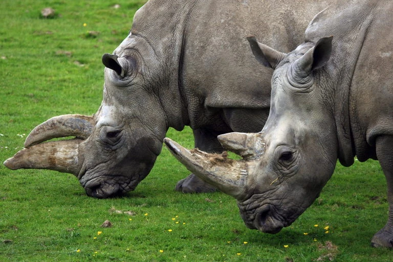 Dans un parc de RDC, réintroduction de rhinocéros blancs d'Afrique du Sud