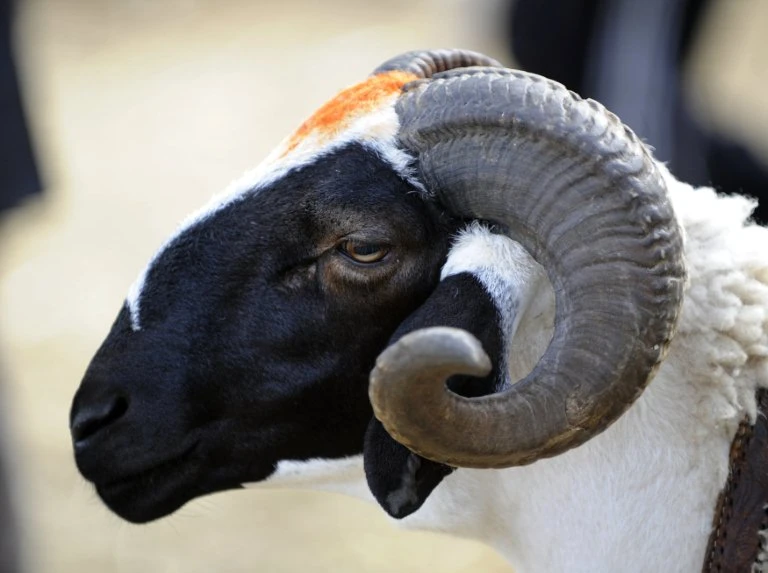 Tunisie: Le mouton de l’Aïd al-Adha de moins en moins accessible