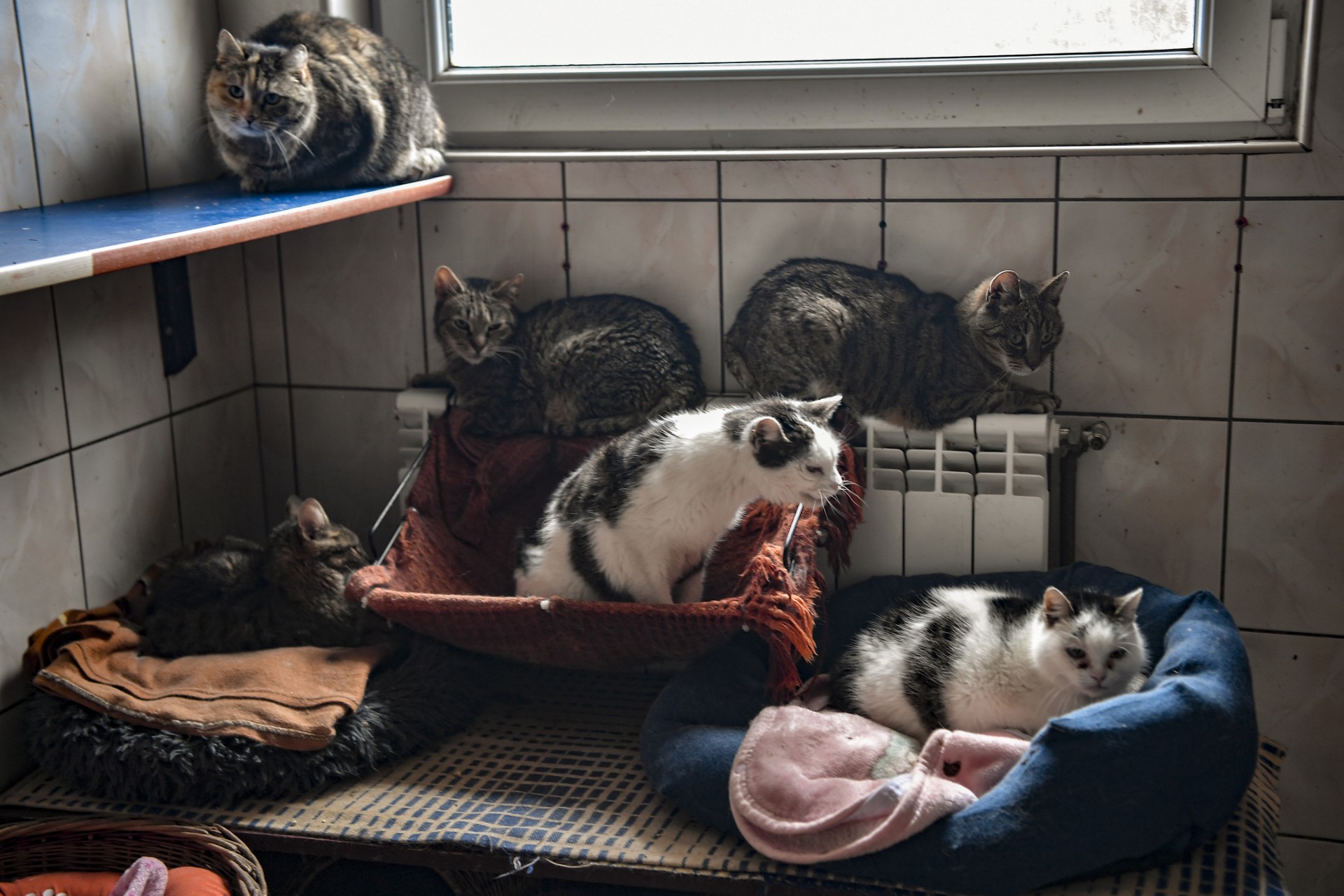 Des chats sont vus dans un refuge pour animaux à Orzechowce, près de Przemysl, dans le sud-est de la Pologne, près de la frontière ukrainienne, le 10 mars 2022. (Photo de Louisa Gouliamaki / AFP)