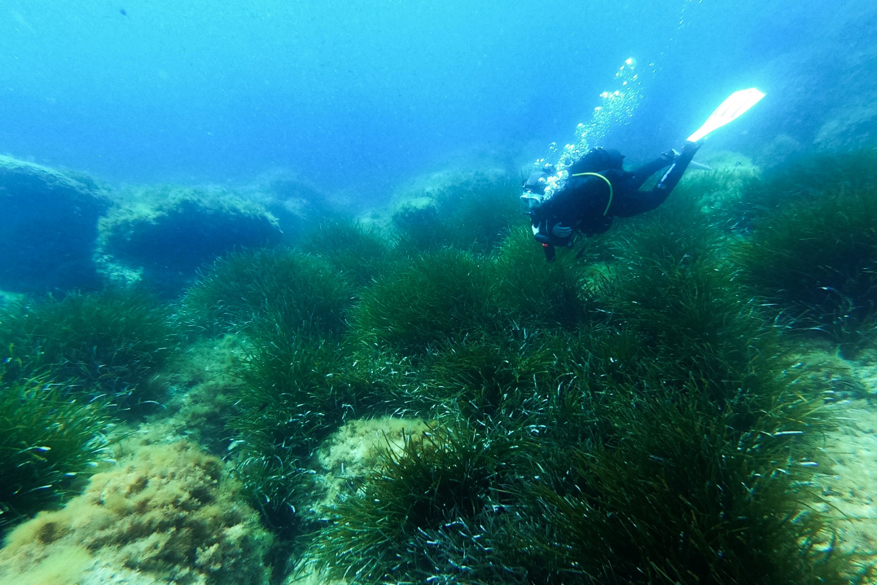 Un plongeur sous-marin plonge à 6 mètres sous la mer Méditerranée autour des herbiers de posidonies au large de Porticcio sur l'île méditerranéenne française de Corse, le 6 mai 2023. (Photo Pascal Pochard-Casabianca / AFP)