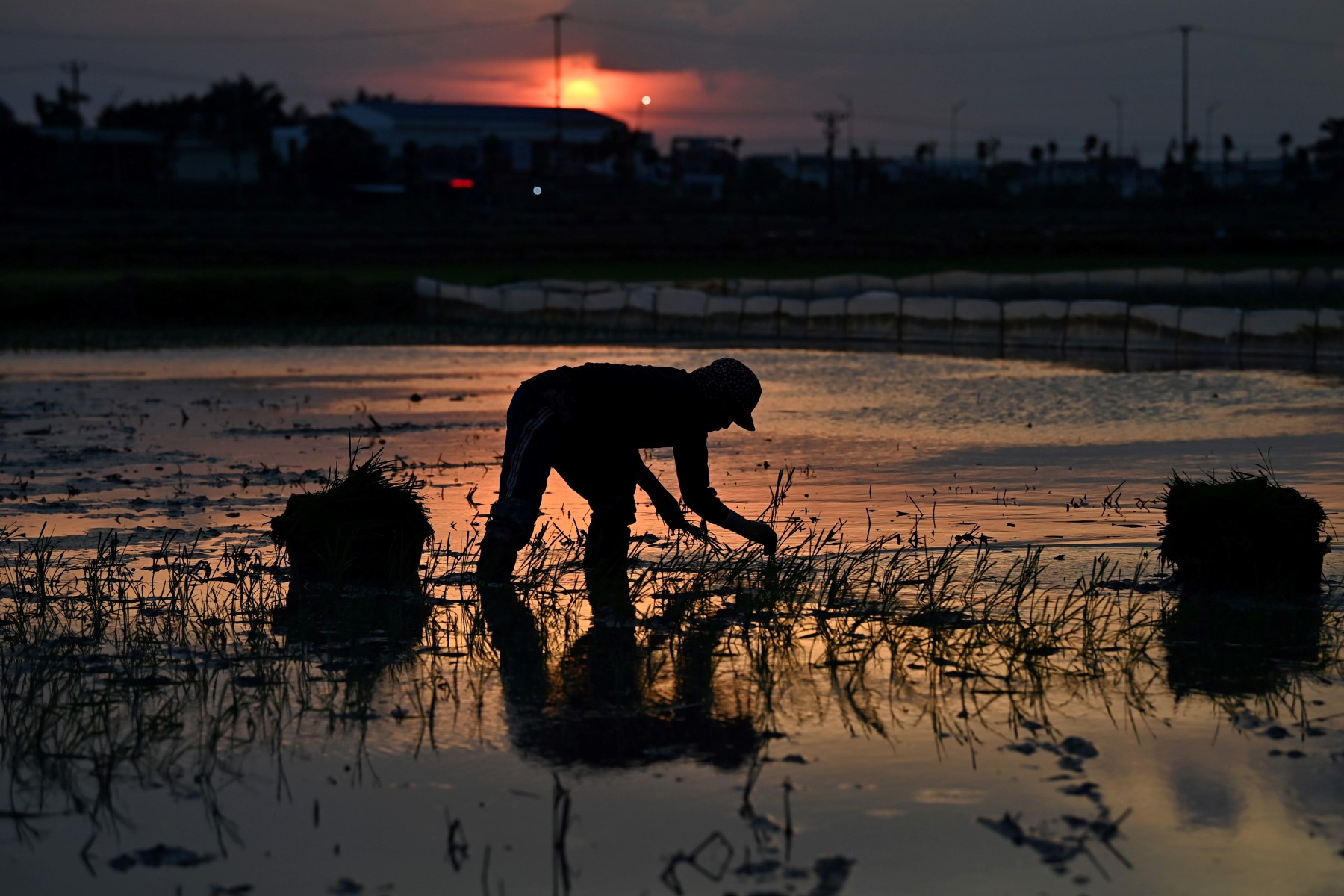 Vietnam: planter le riz la nuit, la parade des agriculteurs face à l'extrême chaleur