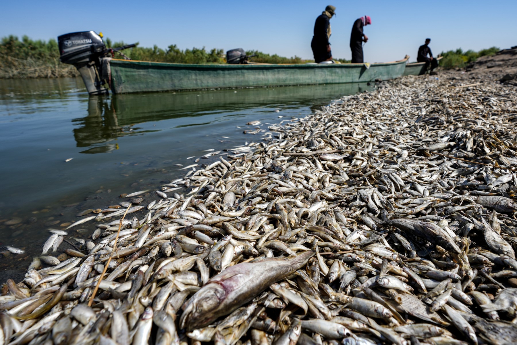 Irak: des «tonnes» de poissons morts échoués sur les bords d'une rivière