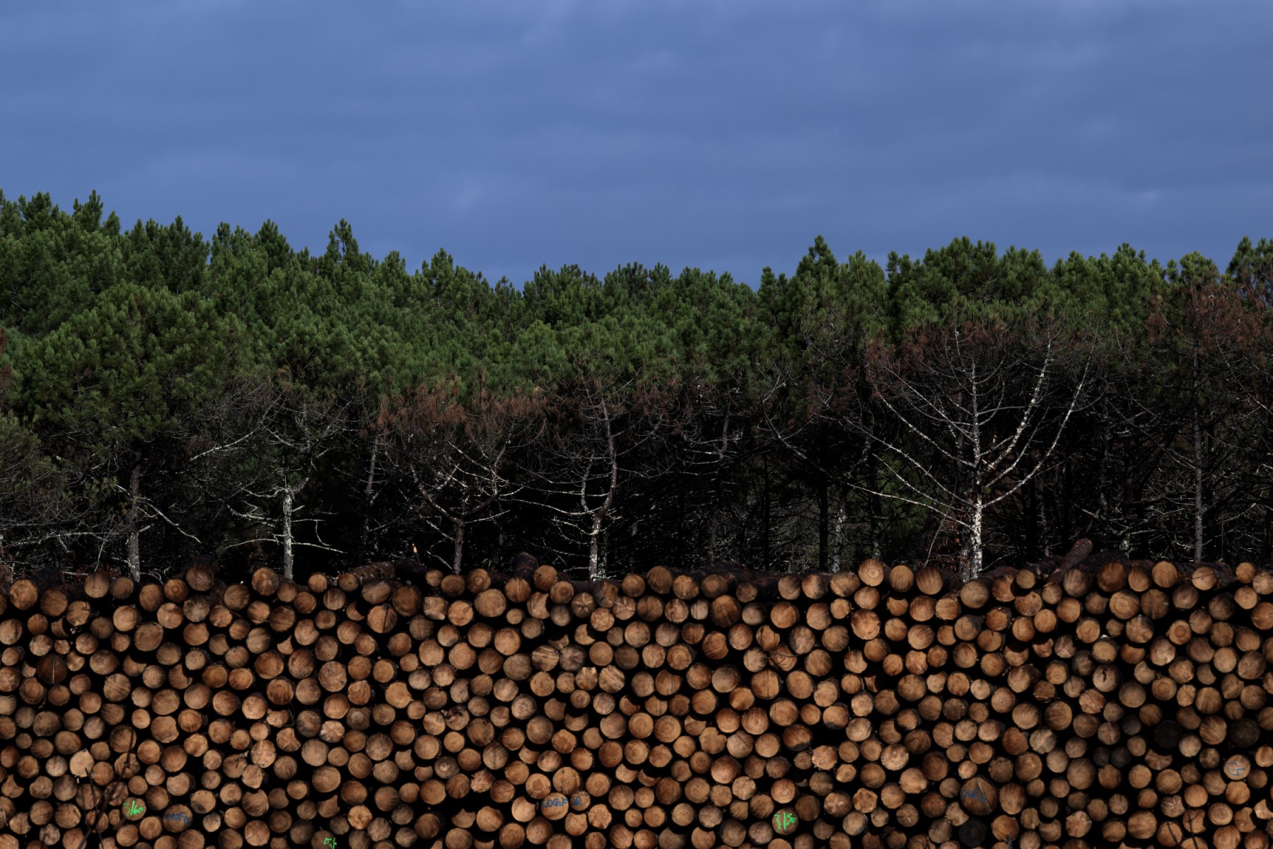 Adapter la forêt française au climat: «8 à 10 milliards d'euros» nécessaires sur dix ans