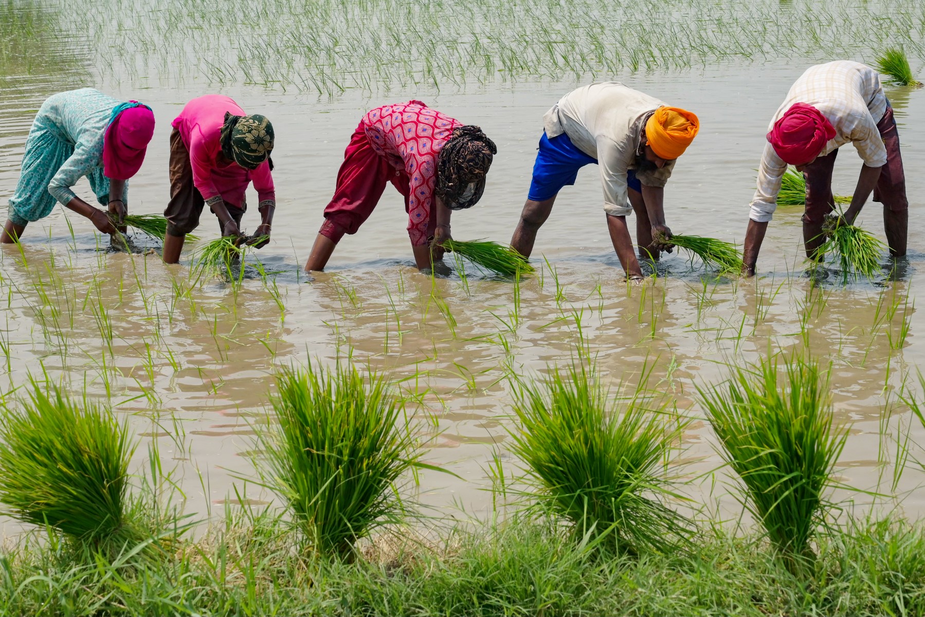 Sur cette photo prise le 19 juin 2023, des agriculteurs plantent de jeunes plants de riz dans une rizière à la périphérie d'Amritsar. (Photo par Narinder NANU / AFP)