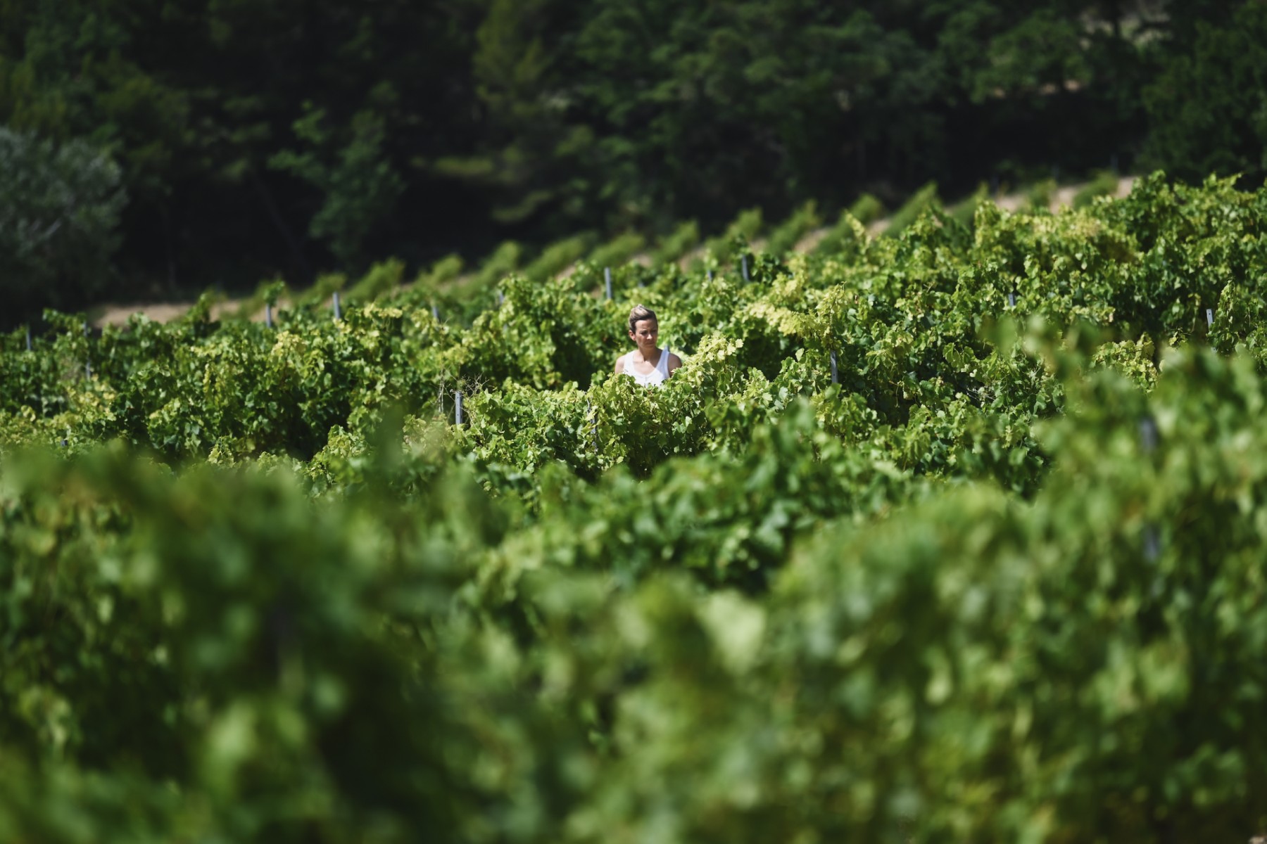 Quand chênes et oliviers cohabitent avec la vigne pour atténuer les «excès du climat»